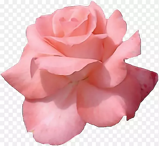 粉红色花朵玫瑰花剪贴画图片-金色花背景翻滚