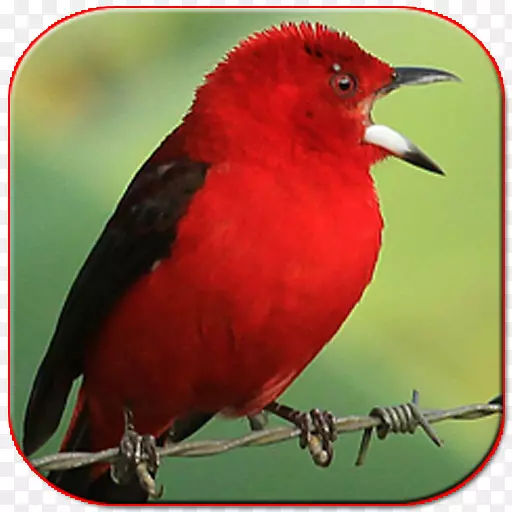 鸟Lagu sholawat巴西塔那格橙黄色半平格斯Android应用程序包-trinca fero cantando