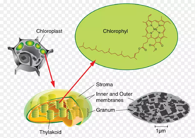 类囊体叶绿体光合作用基质叶绿素水生植物光合作用