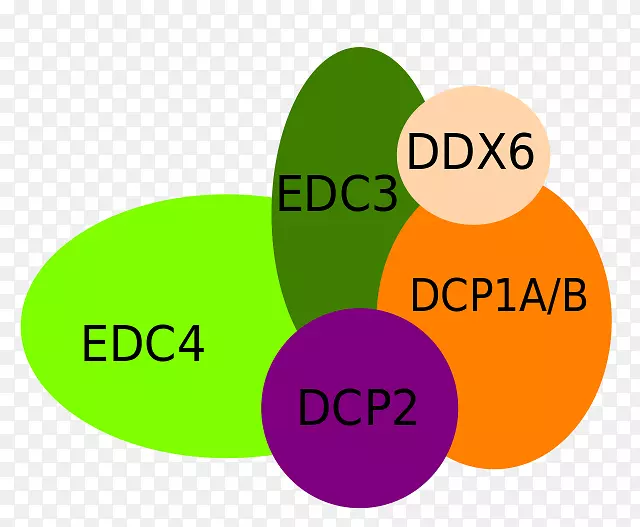 dcp1a dcp 2信使rna标记-路径2阅读写作思考