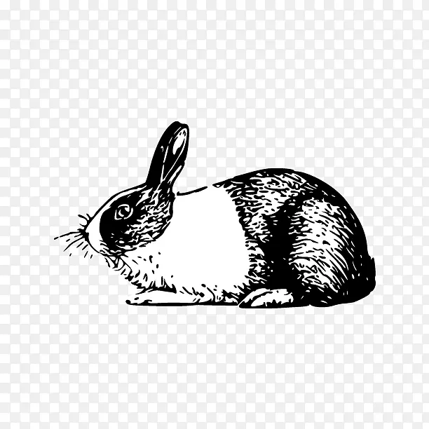 安哥拉兔荷兰兔国内兔夹艺术好运咒语