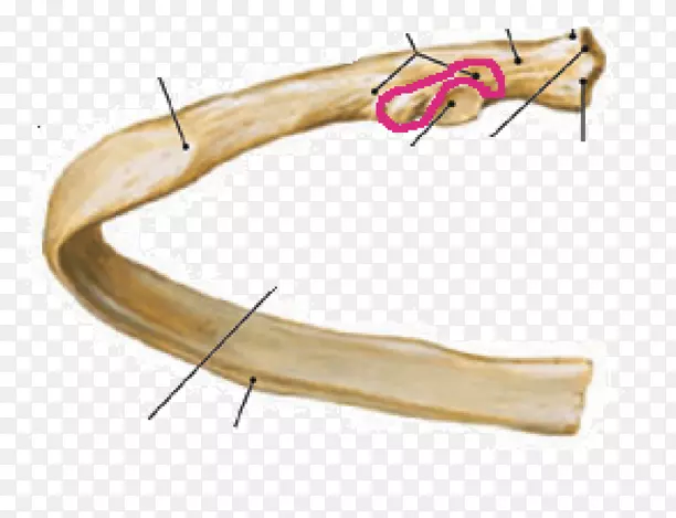 肋骨解剖胸骨肋缘-人体解剖肋骨