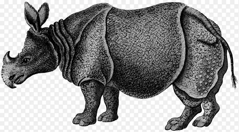 犀牛动物学讲座在皇家机构举行；瓷砖斑纹鬣狗-非洲犀牛