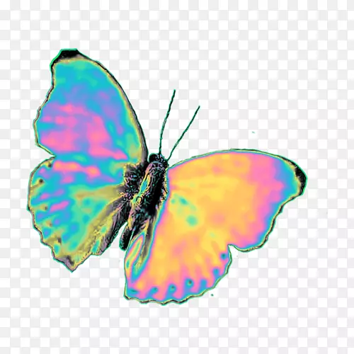 毛茸茸的蝴蝶，玻璃翼蝴蝶，图片-自制的闪电虫翅膀
