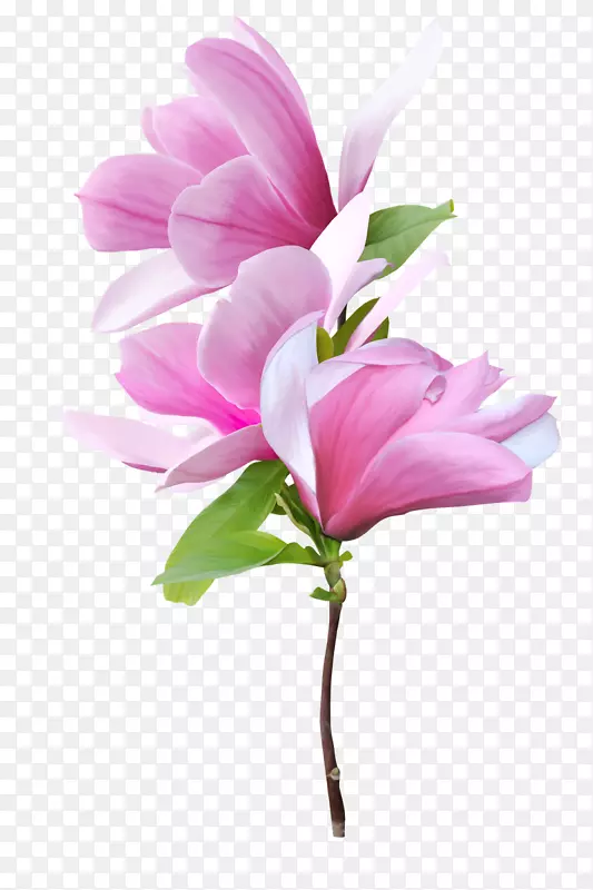 png图片剪辑艺术图像计算机文件格式-美丽的兰花