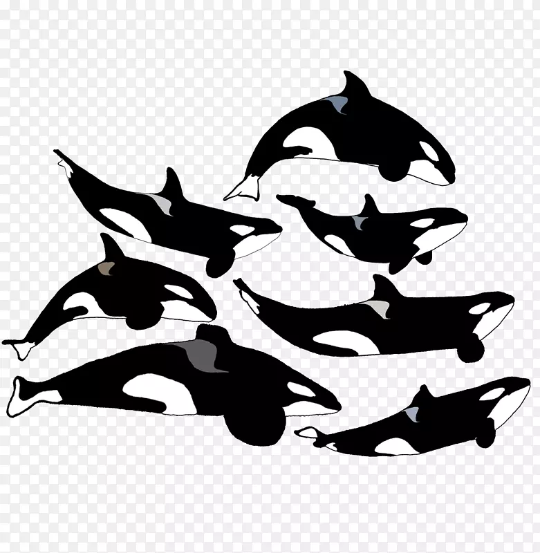 海豚世界奥兰多·蒂利库姆·卡蒂纳虎鲸-虎鲸