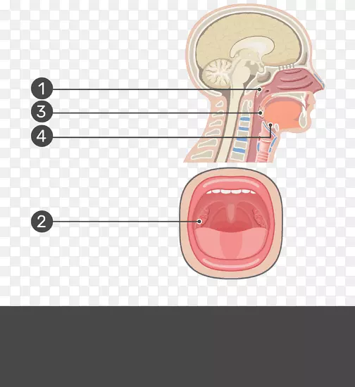 腺样体扁桃体咽部解剖-鼻上皮细胞