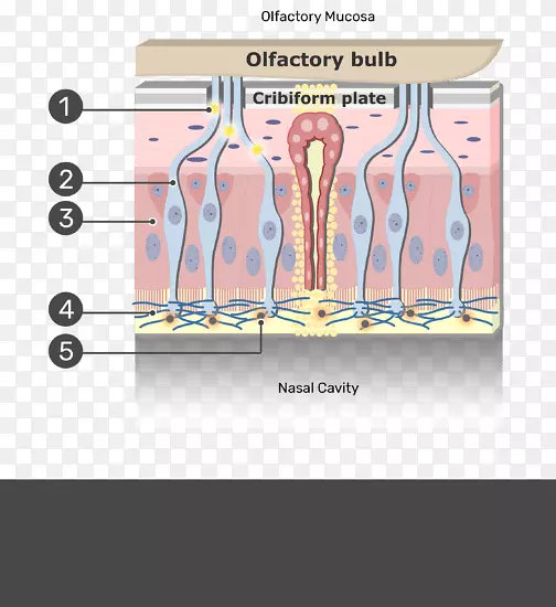 嗅觉粘膜嗅神经嗅觉上皮-鼻上皮细胞