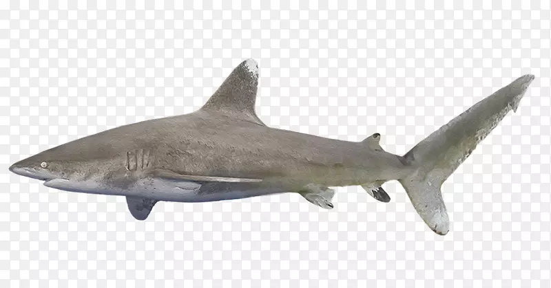 鳞状鲨鱼动物群-海洋白尖鲨