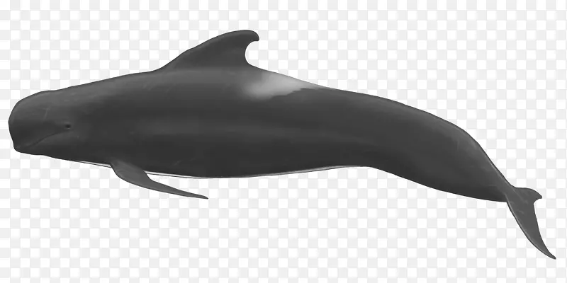 普通宽吻海豚，短喙普通海豚，粗齿海豚，白头翁，虎鲸