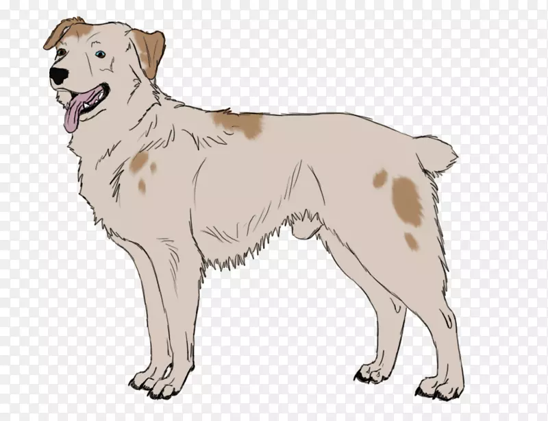 犬种阿克巴什犬运动团体猎犬伙伴犬出售的小狗