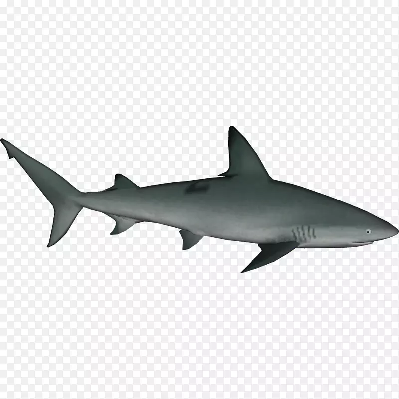 沙洲鲨、虎鲨、牛鲨、大白鲨、海洋白尖鲨-海洋白尖鲨