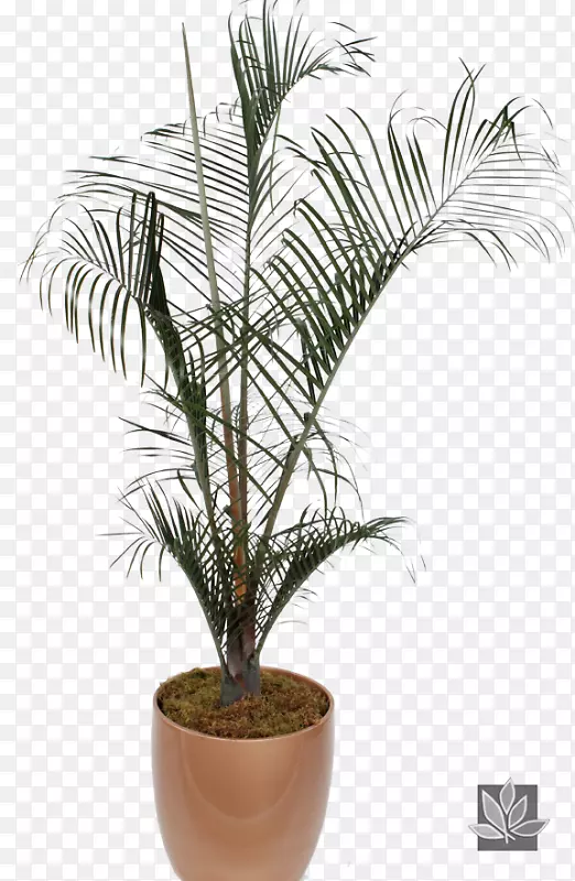 巴巴苏棕榈树，室内植物，非洲油棕榈，最好的室内棕榈树