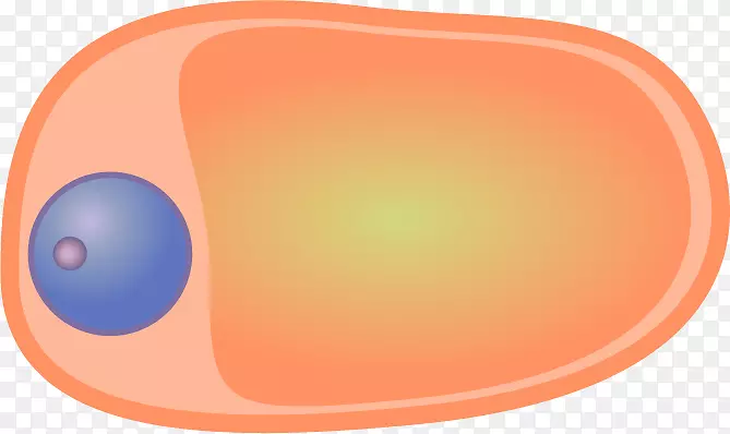 脂肪细胞脂肪组织反应性剪贴术胶质细胞类型