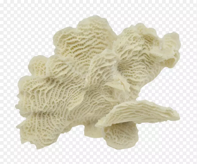 精心制作的灯芯绒10“珊瑚水族箱海贝壳公司玻璃珍珠贝牡蛎