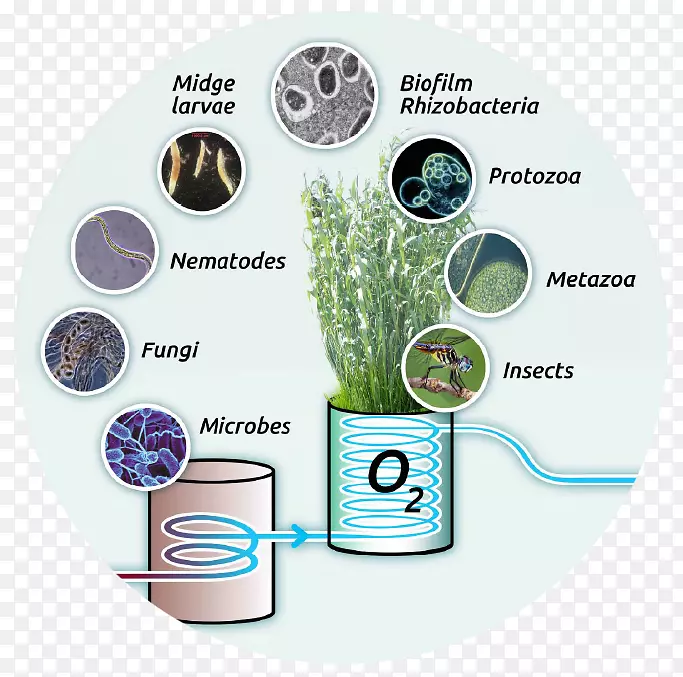 污水树世界水细菌生长