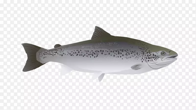 鲑鱼研究鳟鱼鳞状鲨鱼海洋生物-大西洋鲑鱼