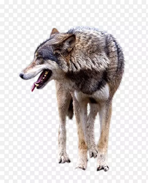 狼图像剪辑艺术png图片动物-狼兽