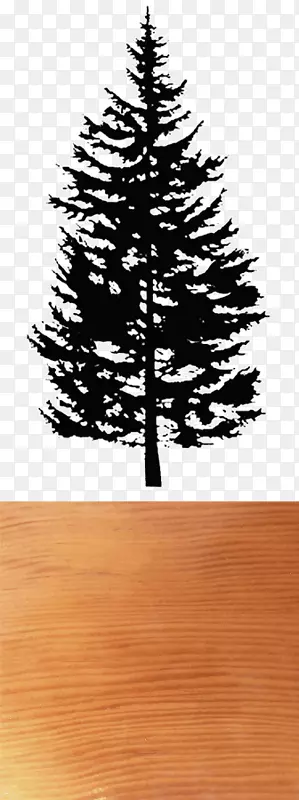 云杉、杉木、松木、剪贴画-道格拉斯杉木