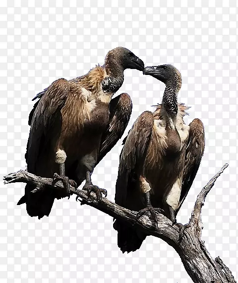 动物-秃鹫捕食猎物