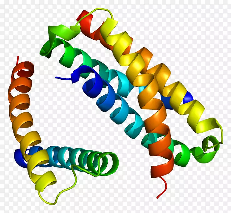sh2b2 sh2结构域蛋白Janus kinase 2 sh2b1-人胰岛素分子