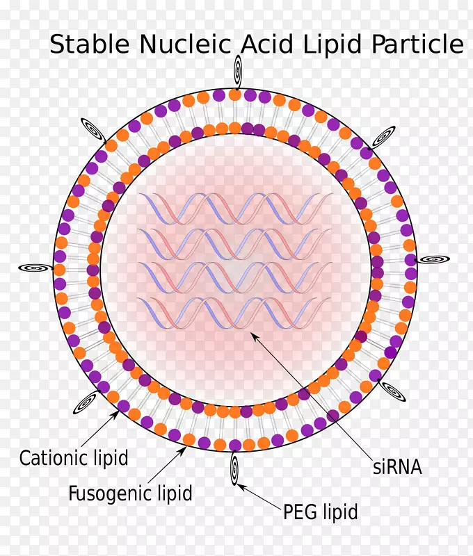 稳定核酸脂质颗粒固体脂质纳米粒RNA病毒颗粒