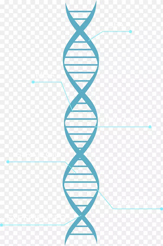 DNA染色体的分子模型-DNA染色体核酸双螺旋图形-长加法问题解