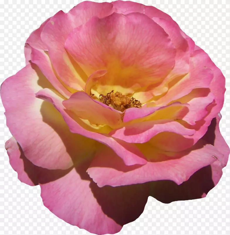 法国玫瑰玫瑰黄色粉红色玫瑰