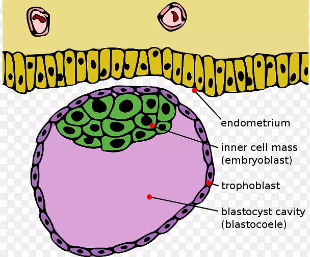 囊胚内细胞团块胚桑椹胚发育