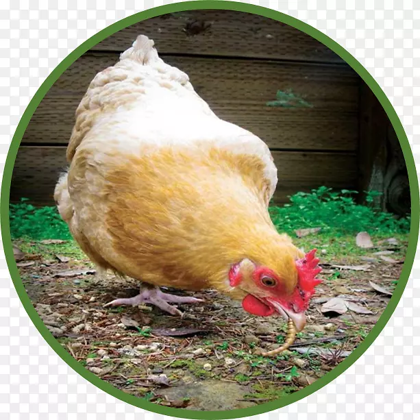 城市鸡禽如何饲养后院鸡：养鸡的完整指南-养鸡场永续养殖