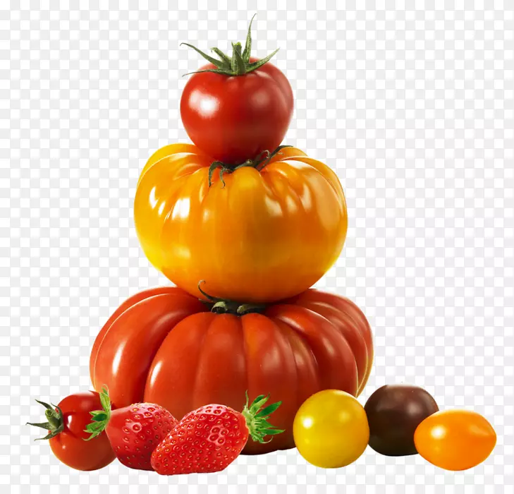 李子番茄沙波灌木番茄Plougastel-daoulas-番茄播种机构想