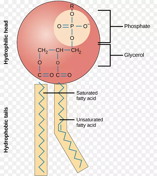 磷脂细胞膜脂双层生物膜卵巢周期历