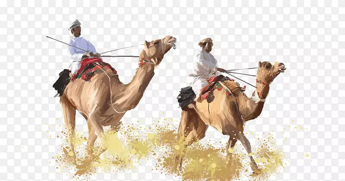 骆驼-阿联酋皇家王宫