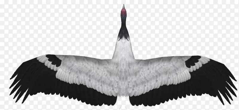 丹顶鹤，黑颈鹤，羽毛动物园大亨，2-降落伞鹤
