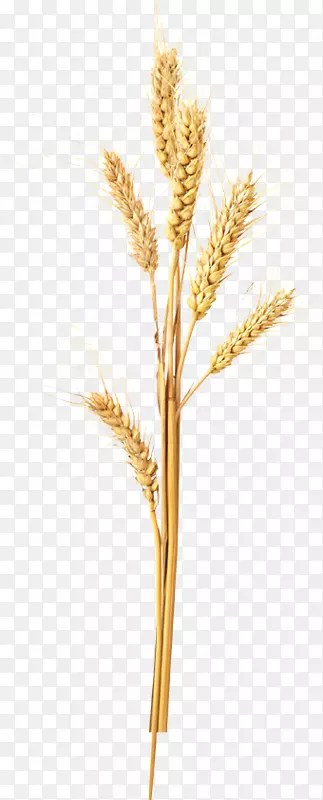 埃默尔·凯洛格的全麦麸全麦片，麦片，燕麦-野生燕麦