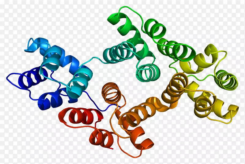 膜联蛋白A4蛋白基因细胞分泌上皮细胞
