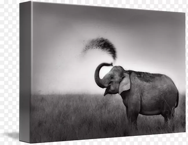 印度象非洲象-泥巴浴