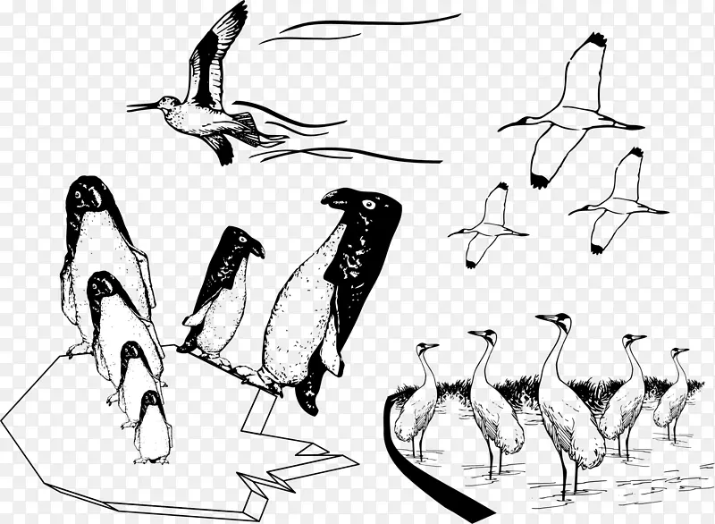 鸟类企鹅常见的鸵鸟图片-许多鸟类一起飞行。
