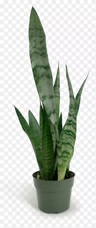 玉米毒蛇弓弦麻房植物叶花盆-低光室内植物