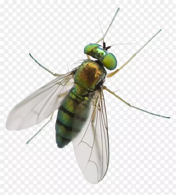 绿头马蝇蚊虫防治