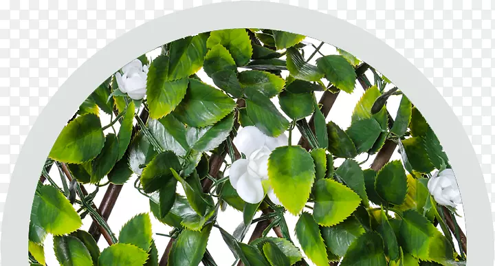 沼泽桦树植物格子亚马逊网站-独特的花盆门廊