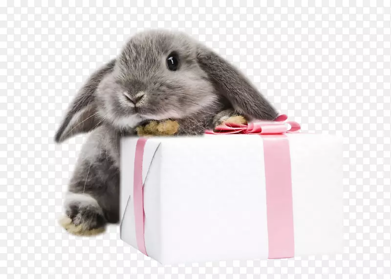 德科尼温克尔国际妇女节欧洲兔3月8日免费彼得兔图片