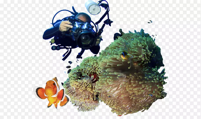 珊瑚礁-潜水寻找沉没的宝藏