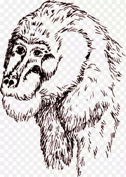 狮子黑猩猩剪贴画素描黑猩猩素描