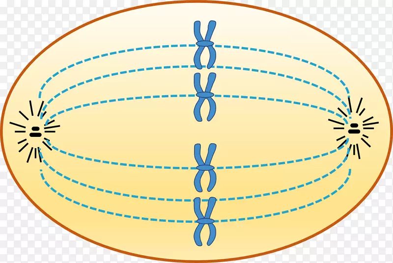 前期染色体细胞周期间期染色体结构