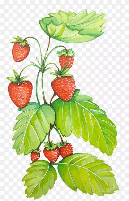 草莓天然食品覆盆子超级食物草莓藤