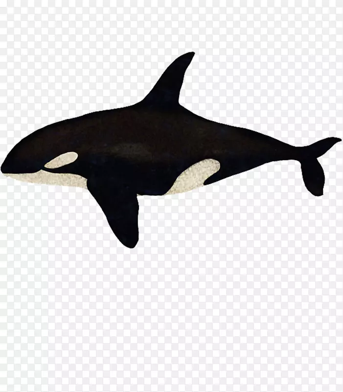 虎鲸粗齿海豚帽衫短喙普通海豚普通宽吻海豚t恤