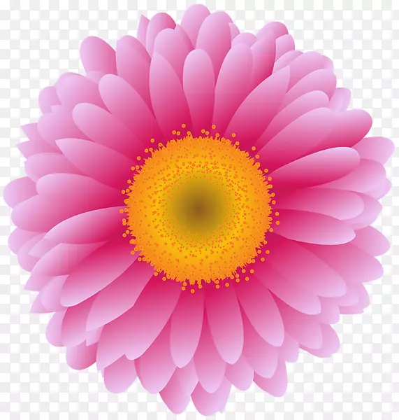 特兰士瓦雏菊图片图免花粉红双筒望远镜