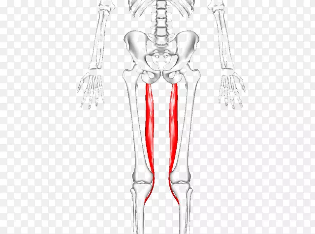 髋内收肌短缩肌腓骨长肌撕裂腿筋膜症状