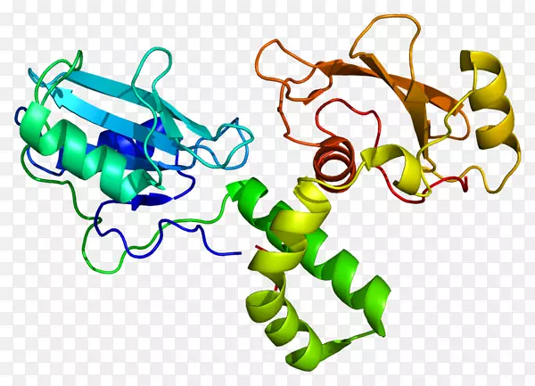 ZAP 70缺失蛋白T细胞激酶-胶质细胞及其功能